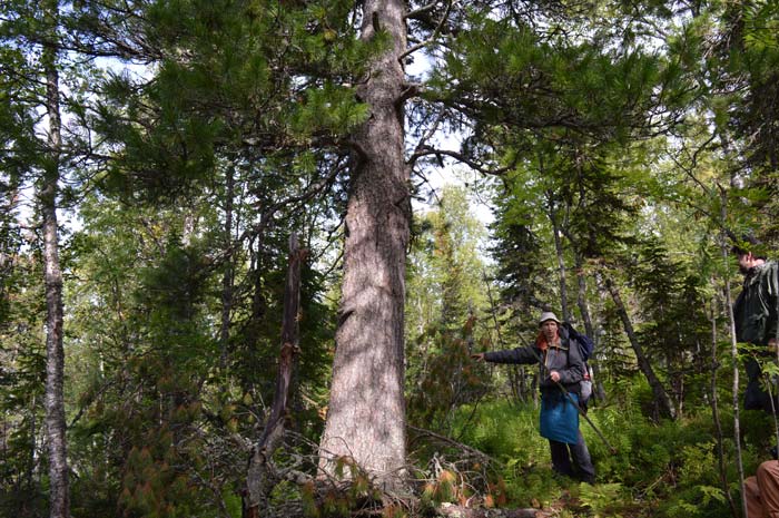 Location of the Cedar Tree