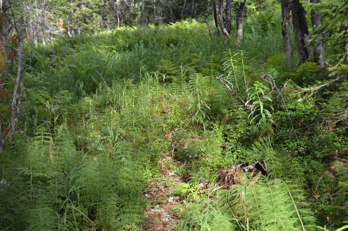 Location of the Cedar Tree