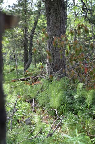 Location of the Cedar Tree