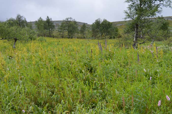 Location of Zina's Body